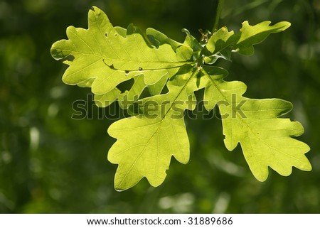 Very fresh oak leafs close-up