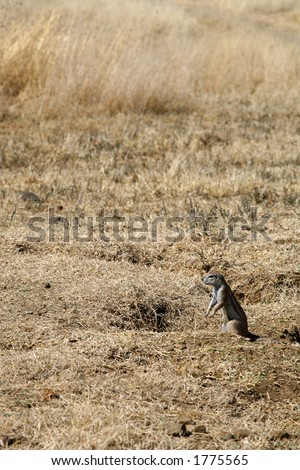 Small animal in field of grass