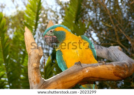 Yellow and green parrot sitting in a tree outside