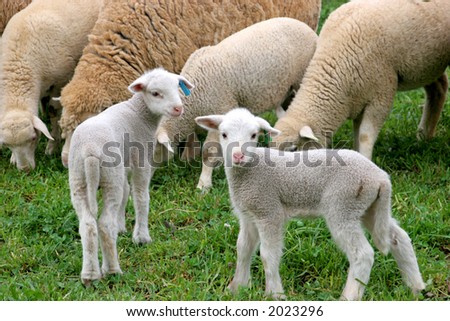 Two little sheep lambs standing on a grass field