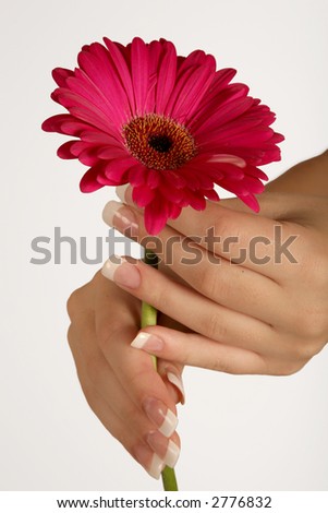 Pink+daisy+flower+clip+art