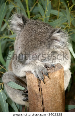 A Koala bear holding on to a branch