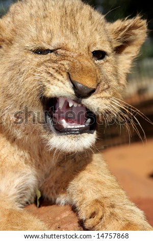 Baby Lion Pictures on Little Angry Baby Lion Cub Stock Photo 14757868   Shutterstock