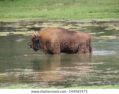 The European bison (Bison bonasus), also known as wisent  is a Eurasian species of bison. The European bison is the heaviest surviving wild land animal in Europe.