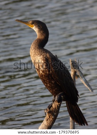 The Indian Cormorant or Indian Shag \