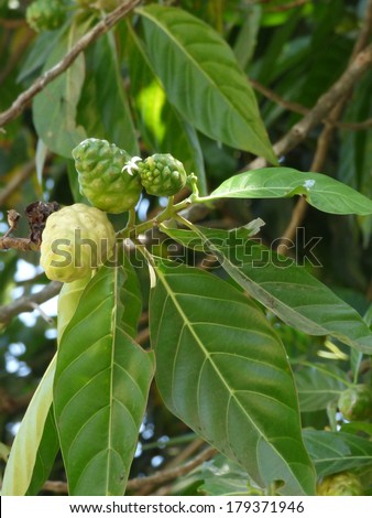 Morinda citrifolia is a tree in the coffee family, Rubiaceae. Its native range extends through Southeast Asia and Australasia, and the species is now cultivated throughout the tropics.