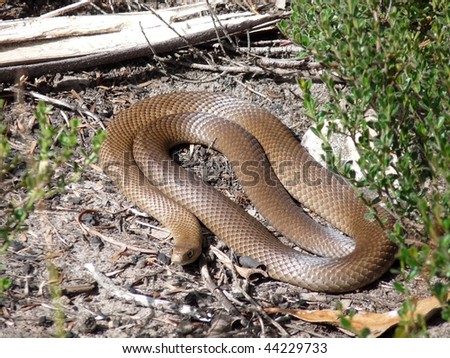 The eastern brown snake is one of the world most venomous snakes.( pseudonaja textilis) This one was sunbathing in the Grampians National Park, Victoria.