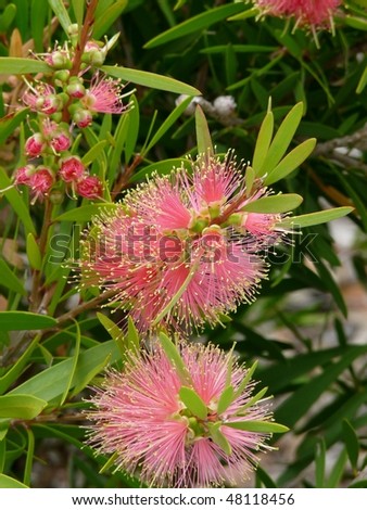 This Callistemon reeves is a native flower to Australia.
