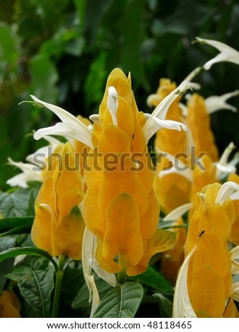 This Golden Candle (Pachystachys lutea) is native to South America and also found in tropical area like the Queensland state of Australia.