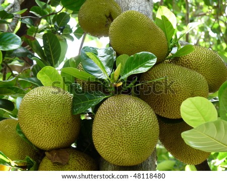The jackfruit (Artocarpus heterophyllus)  is native to parts of South east Asia. this is  the largest tree fruit in the world. The jackfruit is boiled and used in curries as a staple food.