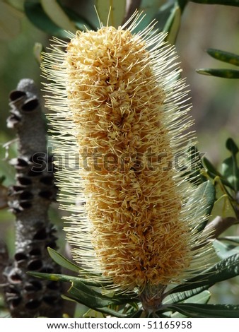 This coastal Banksia (Banksia integrifolia) has large golden flowers. This tree is found in coastal sandy and inland areas of New South Wales, Victoria and Queensland.