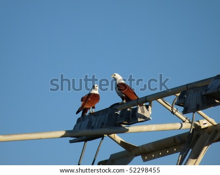 This bird of prey are Brahminy Kites (Haliastur indus also known as the Red-backed Sea-eagle.They are found primarily in India, South-east Asia and Australia. Those one are standing on a fishing boat.
