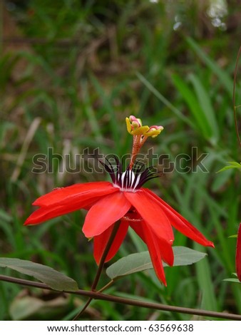 Passiflora coccinea (common names Scarlet passion flower, Red passion flower) is a fast growing vine with edible passion fruits.