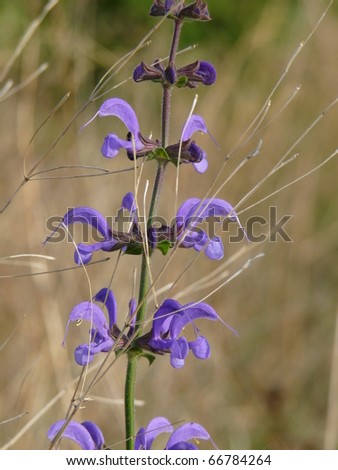 Borago officinalis is a great medicinal plant that is commonly known as borage plant or borage herb or borage seed oil.