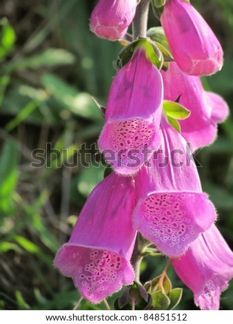 Digitalis purpurea (Common Foxglove,Lady\'s Glove), is a flowering plant native to Europe.The Digitalis purpurea extract containing cardiac glycosides is used for the treatment of heart conditions.