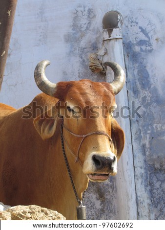 To India\'s millions of Hindus, the cow is a holy animal that cannot be harmed. .\