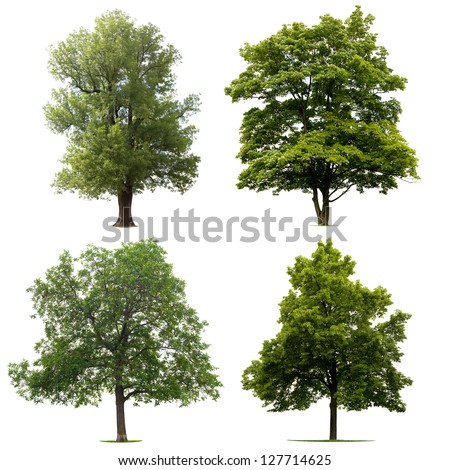 Four Trees Isolated On White Background