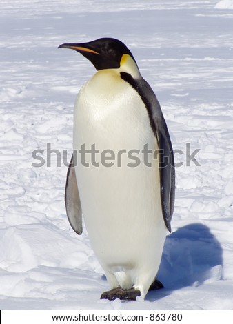 penguins in antarctica. Penguin in Antarctica