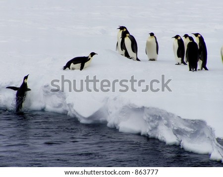 Penguin jumps on a floe