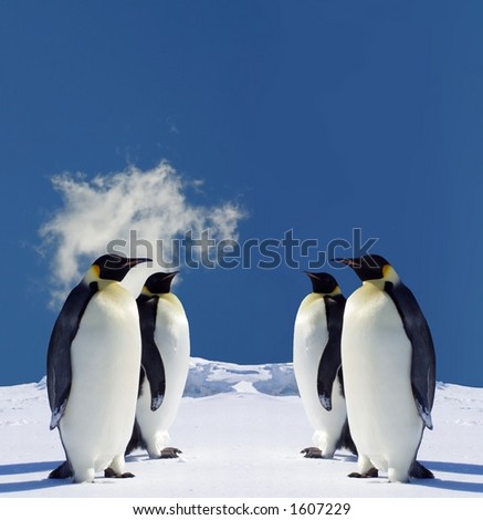 Images Of Penguins In Antarctica. Penguins in Antarctica