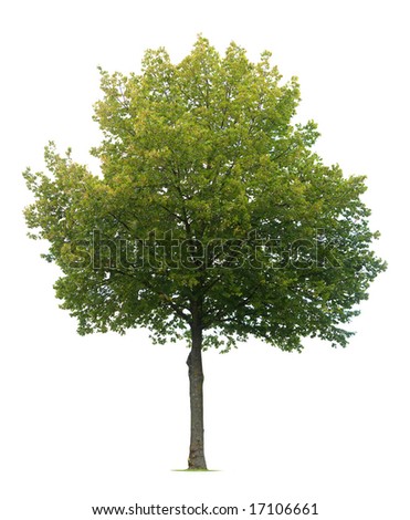 Linden Tree isolated on white