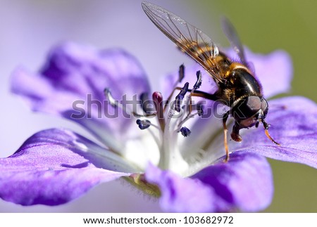 Hover fly, close up.
