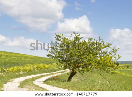Landscape in Tuscany. Lonely tree.