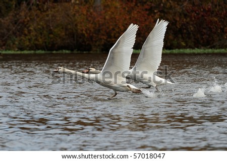 Two swans running on water for take off with wings spread high.