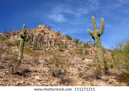 Saguaro Cactus in the Arizona Desert