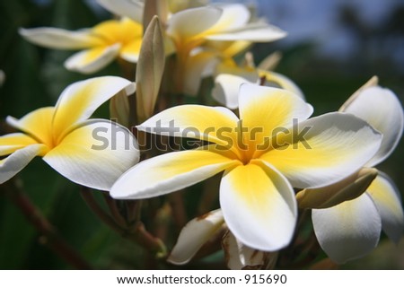 Soft Yellow Hawaiian Plumeria Flowers
