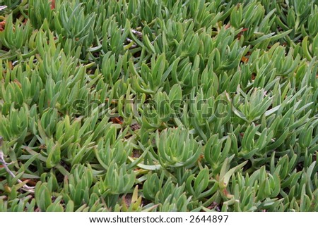 Ground cover plants for background
