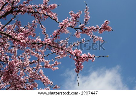 American Redbud Blossoms