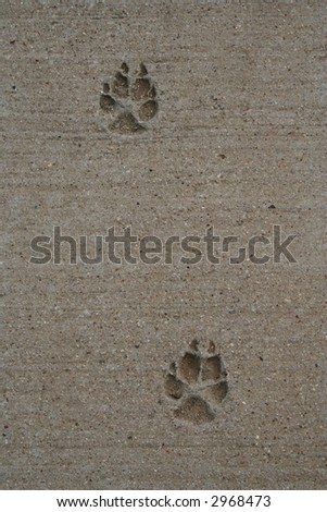 Dog prints in pavement