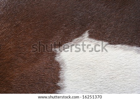 horses wallpaper palomino. horse hair for ackground