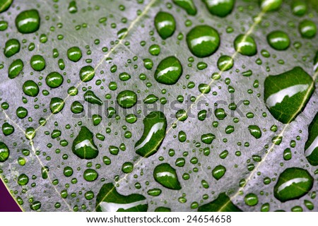 Rain droplets on the leaf