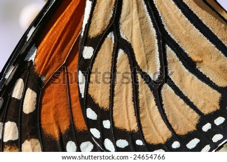 Detail of a monarch butterfly wing