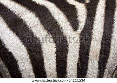 Fur of a Zebra for background