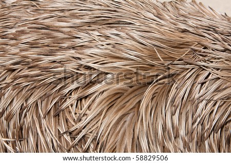 Emu feathers up close for animal background