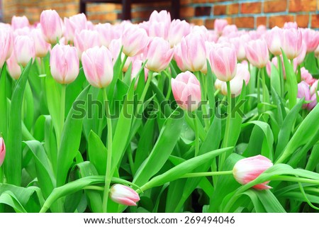 tulip. Beautiful bouquet of tulips. colorful tulips. tulips in spring sun. tulip in the field
