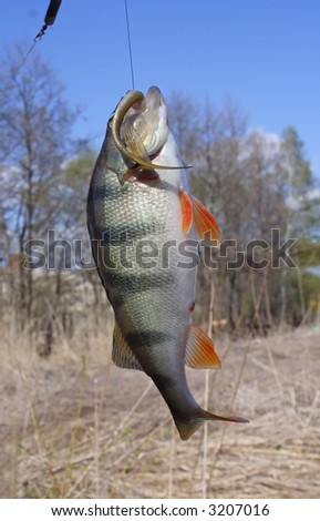 Perch fish