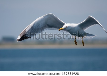 Herring gull in a flight. Out of focus background. Freedom ot tourism scene
