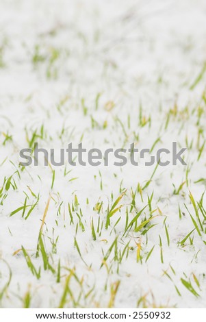 frozen grass in snow