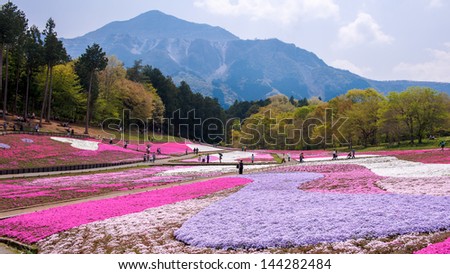 Landscaped fields of Shiba Sakura flowers in Japan