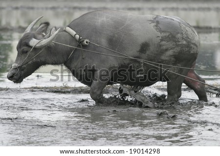 Water buffalo works in rice field