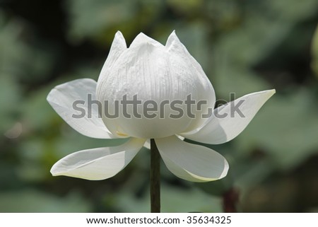 White lotus blooms in summer.