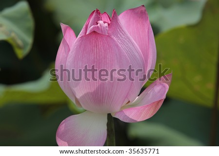 Pink lotus blooms in summer.