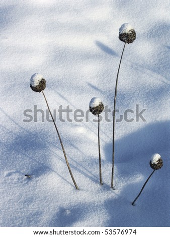 Four frozen flowers in winter