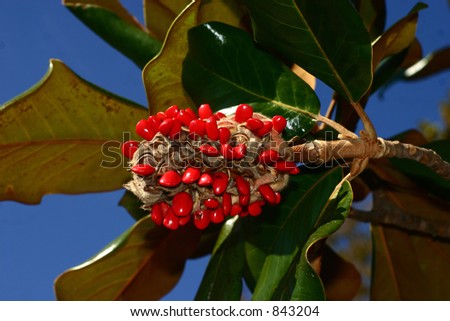 Vibrant red seeds of the southern Magnolia tree