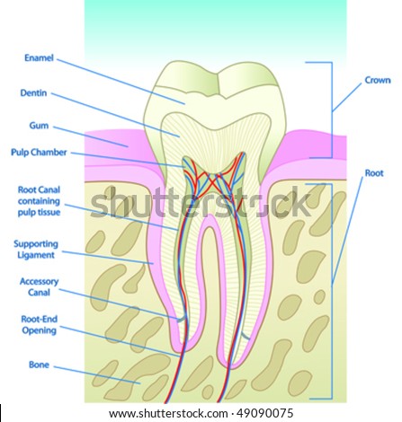 teeth diagram with labels. Illustrated Tooth Diagram