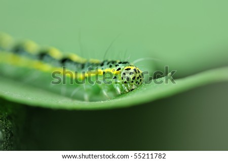 cute caterpillar cartoon. a cute caterpillar on leaf
